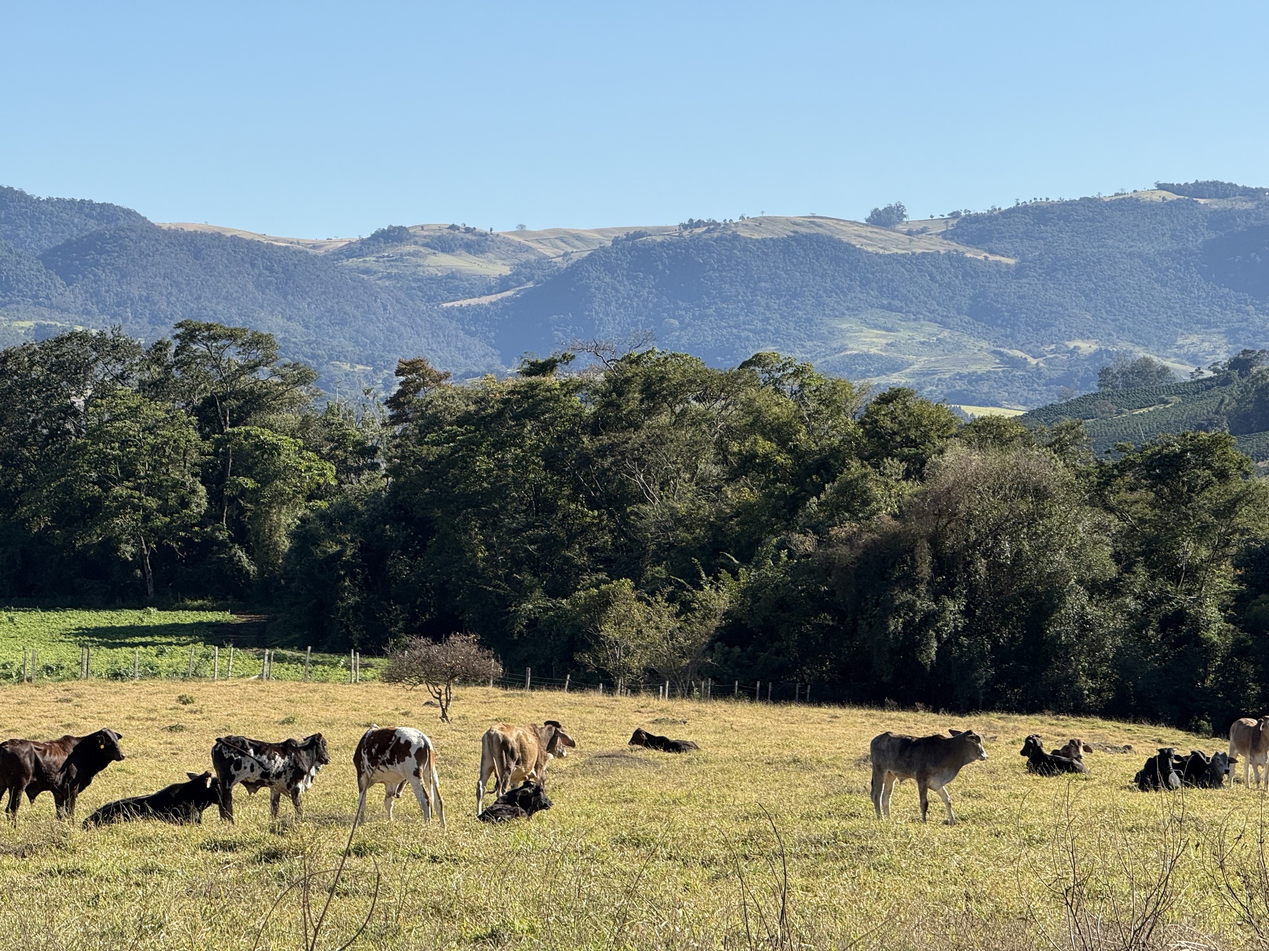 porteira azul avestruz boca do leão